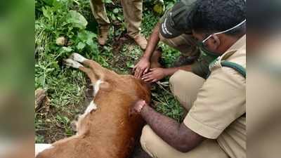 പൊറുതിമുട്ടി ജനം; തൃശിലേരിക്ക് പിന്നാലെ ബാവലിയിലും കടുവ! പശുക്കിടാവിനെ കൊന്നു, പ്രതിഷേധവുമായി നാട്ടുകാര്‍