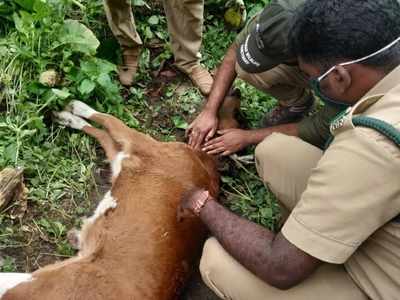 പൊറുതിമുട്ടി ജനം; തൃശിലേരിക്ക് പിന്നാലെ ബാവലിയിലും കടുവ! പശുക്കിടാവിനെ കൊന്നു, പ്രതിഷേധവുമായി നാട്ടുകാര്‍