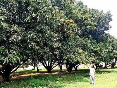 ಮಾವು ಬೆಳೆಗೆ ಬೂದಿ ರೋಗದ ಭೀತಿ: ಹವಾಮಾನ ವೈಪರೀತ್ಯದಿಂದ ಬೆಳೆಗೆ ಕಂಟಕ!