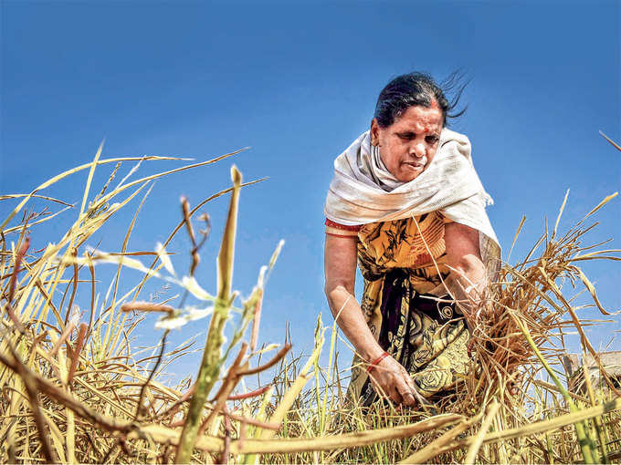 ಕನಿಷ್ಠ ಬೆಂಬಲ ಬೆಲೆ (ಎಂಎಸ್‌ಪಿ) ಎಂದರೇನು?