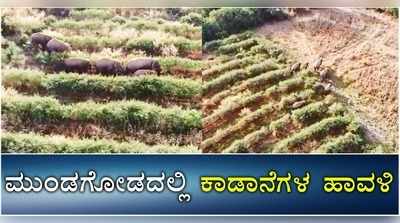 ಮುಂಡಗೋಡದಲ್ಲಿ ಕಾಡಾನೆಗಳ ಹಾವಳಿ; ರೈತರಿಗೆ ಬೆಳೆ ನಾಶದ ಆತಂಕ