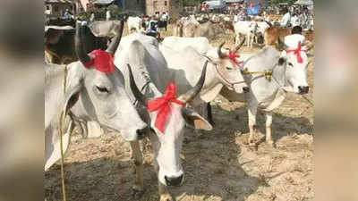 कोट, तिरपाल...गायों को सर्दी से बचाने के लिए यूपी में खास तैयारी
