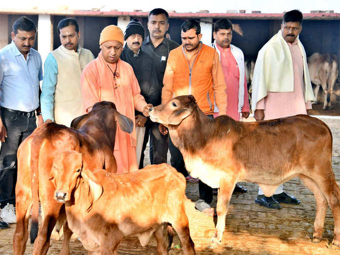 ​गायों को लेकर चिंतित रहते हैं CM योगी