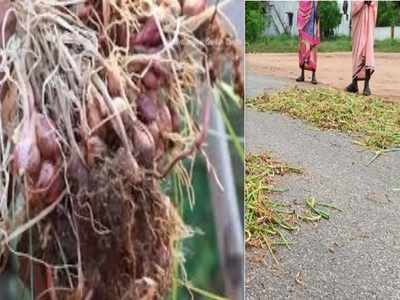 மழையால் அழுகும் வெங்காயம்: மீண்டும் விலை உயரும் அபாயம்!