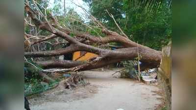 മരം കടപുഴകി വീണിട്ട് ദിവസങ്ങൾ; വഴിമുട്ടി പ്രദേശവാസികൾ! പരാതി കൊടുത്തിട്ടും ഫലമില്ല