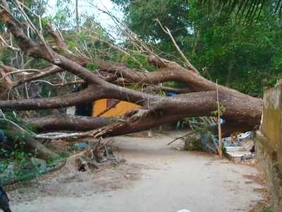 മരം കടപുഴകി വീണിട്ട് ദിവസങ്ങൾ; വഴിമുട്ടി പ്രദേശവാസികൾ! പരാതി കൊടുത്തിട്ടും ഫലമില്ല