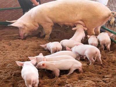 उइगर मुस्लिमों को हर शुक्रवार को सूअर का मांस खाने को मजबूर कर रहा चीन