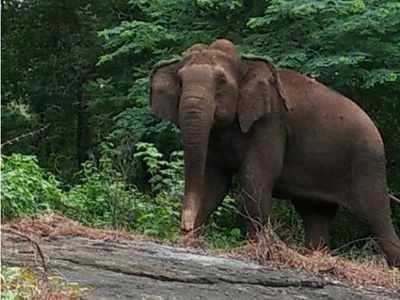 വനവിഭവങ്ങൾ ശേഖരിച്ച് മടങ്ങിയ ആദിവാസികളെ ചെമ്പനരുവിയിൽ കാട്ടാന ആക്രമിച്ചു