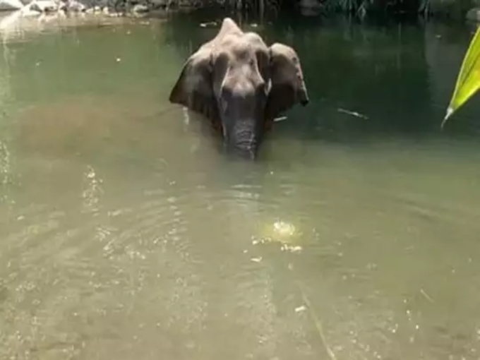 elephant spa in india