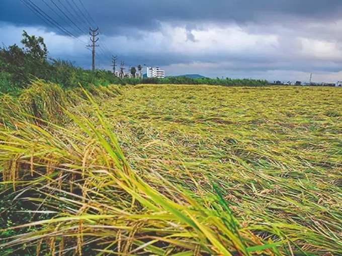 பயிர் சேதத்திற்கு நிவாரணம்