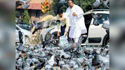 यहां कबूतरों को खिलाया दाना तो लगेना 500 रुपये का जुर्माना, जानिए क्या है वजह