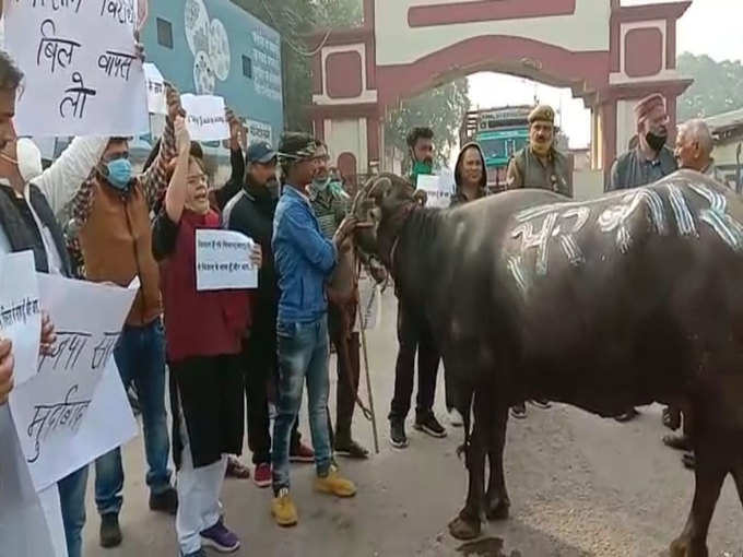 यूपीः उत्तर प्रदेश के प्रयागराज में कृषि कानूनों के खिलाफ समाजवादी पार्टी के कार्यकर्ताओं ने प्रदर्शन किया। नवीन मंडी के गेट पर एसपी कार्यकर्ताओं ने भैंस पर सरकार लिखकर और हाथ में कानून के विरोध में पोस्टर लेकर नारेबाजी की।
