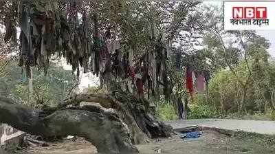 Bihar : कभी देखा है बिछड़ों को मिलाने वाला पेड़, देखिए अजब वृक्ष की गजब दास्तान