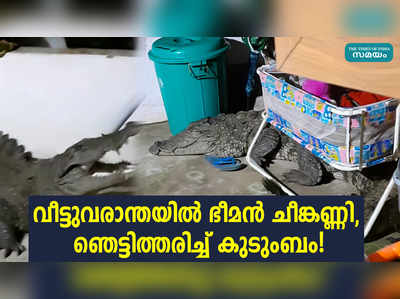 വീട്ടുവരാന്തയിൽ ഭീമൻ ചീങ്കണ്ണി, ഞെട്ടിത്തരിച്ച് കുടുംബം!