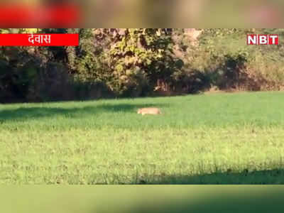 Dewas News: खेतों में आराम से घूमता नजर आया तेंदुआ, इलाके में सहमे लोग