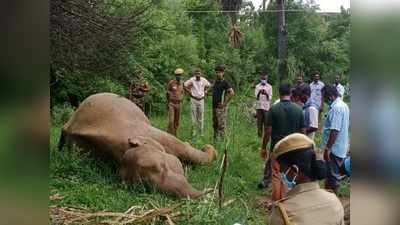 மின்வேலியில் மாட்டித் துடிதுடித்து உயிரிழந்த பெண் யானை: இடத்தின் உரிமையாளர் தப்பி ஓட்டம்!