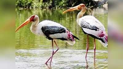 Bird Festival: भागलपुर में हुआ बर्ड फेस्टिवल का आगाज, जानिए इस बार क्या है इसमें खास