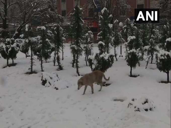 ​हिमाचल प्रदेश में बर्फबारी, शीतलहर