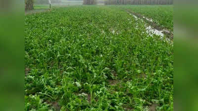 Muzaffarnagar News: बेमौसम बारिश और ओलों ने बढ़ाई किसानों की चिंता, फसलों को भारी नुकसान