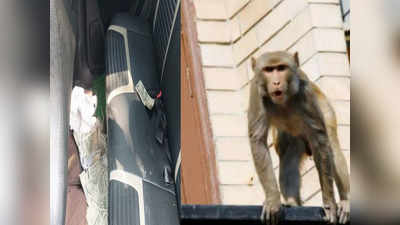 Monkey Day: गाड़ी की सीट पर रखे थे 5 लाख, बंदर आया...मारा झपट्टा, पेड़ से लुटाए 500-500 के नोट