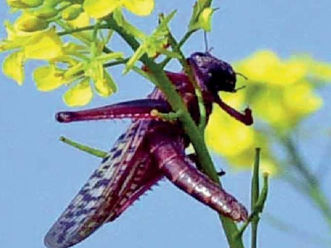 ಉದುರುತ್ತಿರುವ ಹೂವು