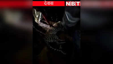 Dewas: कृषि मंत्री के काफिले के सामने आया मृत तेंदुआ, फिर वन अधिकारियों की लगी क्लास