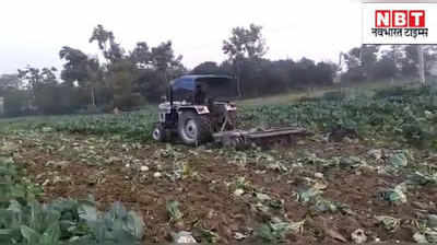 बिहार: गोभी के लहलहाते खेत में किसान ने चला दिया ट्रैक्टर, जानिए क्यों कर दी अपनी ही फसल जमींदोज