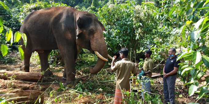 ​ആനയെ കണ്ടെത്തുന്നത് വരെ തെരച്ചില്‍