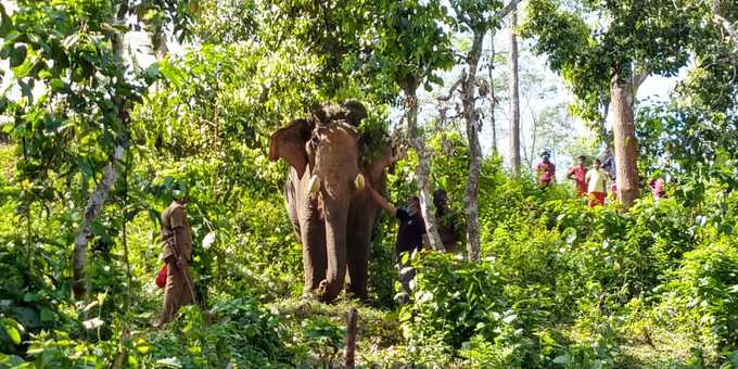 ​തെരച്ചിലിന് കുങ്കിയാനകളും ഡ്രോണുകളും