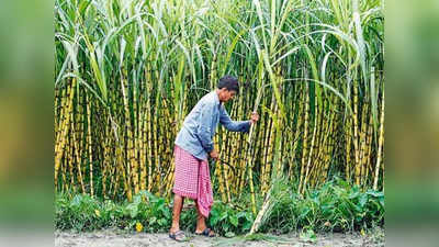 गन्ना किसानों के लिए 3500 करोड़ निर्यात सब्सिडी की घोषणा, 5 करोड़ किसानों को सीधा लाभ
