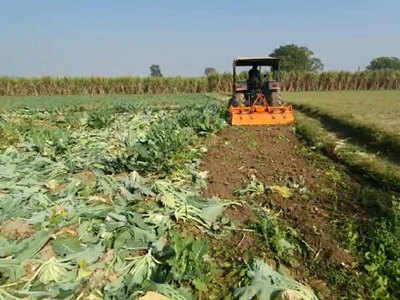 Shamli news: 1 रुपये किलो बिकी गोभी, मजबूर किसानों ने खेत में ट्रैक्टर चला नष्ट कर दी लाखों की फसल