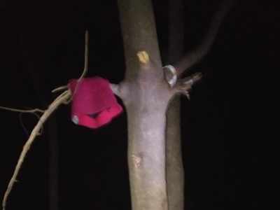 प्रेमिका ने साथ घूमने का तोड़ा वादा, 2 दोस्तों ने पेड़ से लटक कर दी जान
