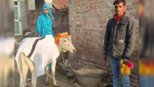 નિઃસંતાન દંપતીએ ગાયના વાછરડાંને દત્તક લીધું, મુંડનમાં બોલાવ્યા 500 મહેમાનો 