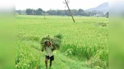 महाराष्ट्राला मिळणार नवे चारा धोरण