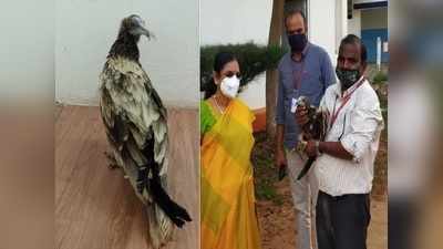 அரியவகை மஞ்சள் நிற பாறு கழுகு: கோவை சாலையில் அடிபட்டுக் கிடந்தது!