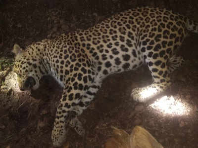 Leopard Shot Dead: बारा बळी घेणाऱ्या त्या बिबट्याला अखेर टिपले; केळीच्या बागेत शिरला अन्...