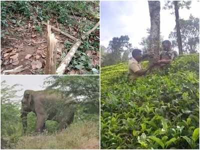 തമിഴ്‌നാട്ടില്‍ 5 പേരെ കൊലപ്പെടുത്തി; ഒറ്റക്കൊമ്പന്‍ ശങ്കര്‍ നിലമ്പൂരില്‍, ഭീതിയില്‍ ജനം