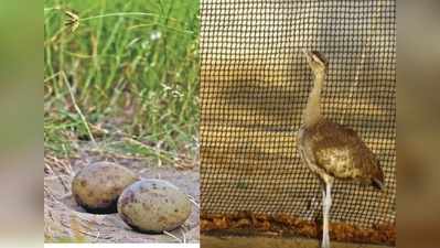 Rajasthan : प्रकृति का अद्भुत चमत्कार, 40 साल में पहली बार 2 गोडावण ने दिए 2-2 अंडे
