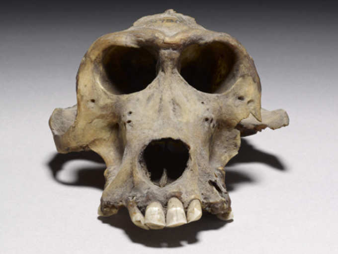3300 साल पुराना खोपड़ा Punt से आया? (फोटो क्रेडिट: Trustees of the British Museum)