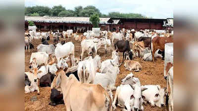 Lalitpur News: गोशाला में 1 दर्जन से अधिक गायों की मौत, ग्राम विकास अधिकारी समेत 3 सस्‍पेंड