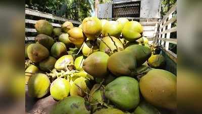 കൃഷിയിടത്തില്‍ നേരിട്ടെത്തും അമ്പട കരിക്കേ... കേരകര്‍ഷകര്‍ക്ക് ആശ്വാസമായി കരിക്ക് വിപണി സജീവമാവുന്നു