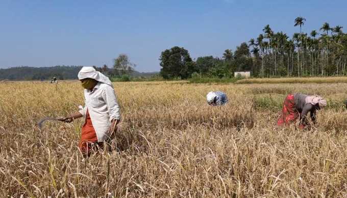 ​യന്ത്രങ്ങളില്ല, വിളവെടുക്കാന്‍ തൊഴിലാളികള്‍