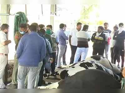 પાલનપુરમાં તબેલામાં મશીનથી દૂધ દોહતી વખતે કરંટ લાગતા 11 ગાયોનાં મોત