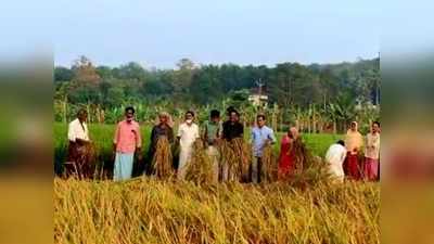 സത്യപ്രതിജ്ഞക്ക് എത്തും മുൻപ് കൊയ്ത്തുത്സവത്തിൽ പങ്കെടുത്ത് പഞ്ചായത്ത് മെമ്പർമാർ