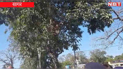 Sagar:भाई को पुलिस ने पकड़ा तो पेड़ पर चढ़ कर फांसी लगाने की धमकी देने लगे ‘गांधीजी’, पुलिसकर्मियों पर लगाए गंभीर आरोप