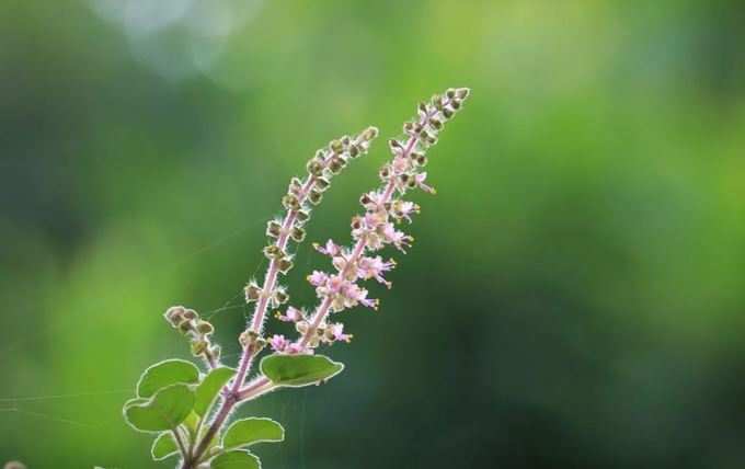 ত্বকের তারুণ্য ধরে রাখতে