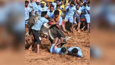 ಕೊರೊನಾಂತಕದ ಮಧ್ಯೆ ಜಲ್ಲಿಕಟ್ಟು ಕ್ರೀಡೆಗೆ ಷರತ್ತುಬದ್ಧ ಅನುಮತಿ ನೀಡಿದ ತಮಿಳುನಾಡು ಸರಕಾರ