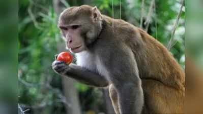 Video: વાંદરાએ કરી 4 લાખ રુપિયાની ચોરી, ઝાડ પર ચઢીને કર્યો નોટોનો વરસાદ