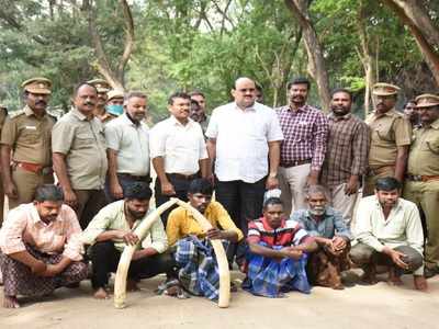 வனத்துறையே யானைத் தந்தத்தைக் கடத்தி விற்ற அதிர்ச்சி சம்பவம்!