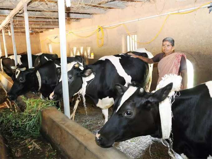 ​ಹೈನು ಕೃಷಿಕರಿಗೆ ಸುಗ್ಗಿ